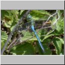 Anax imperator - Grosse Koenigslibelle m07a.jpg